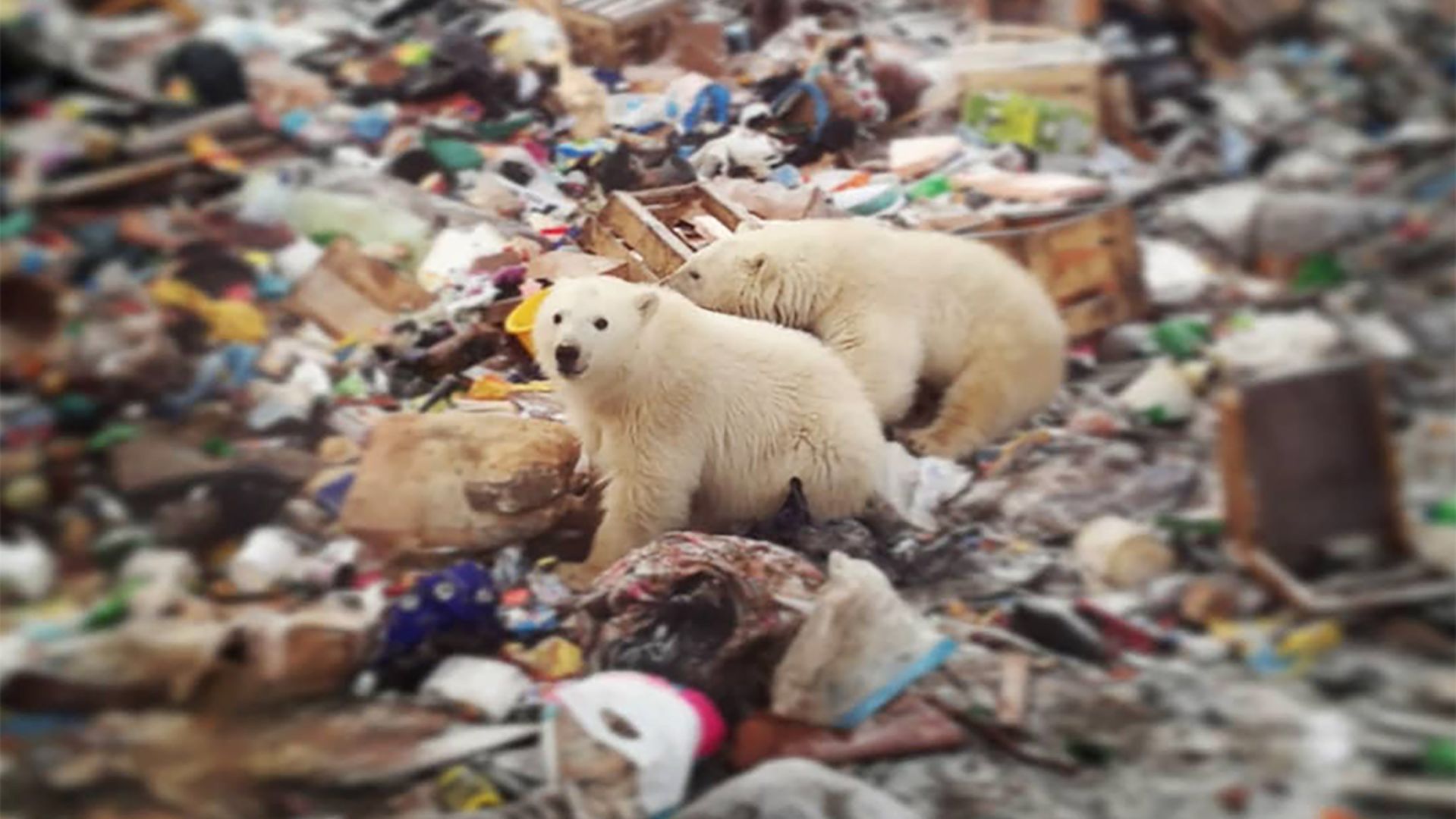 Polar Bears